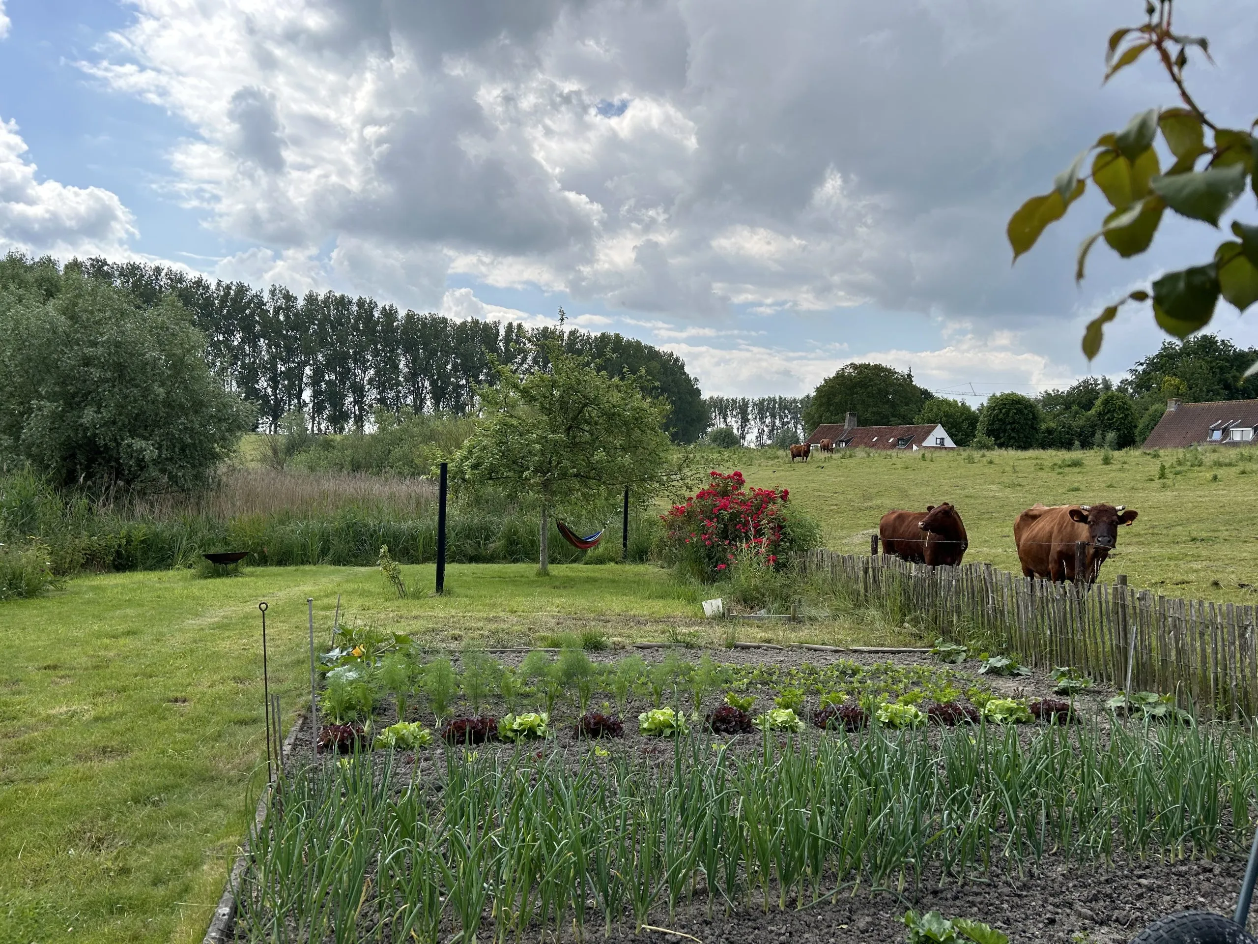 Wildflower meadow at the back of the garden