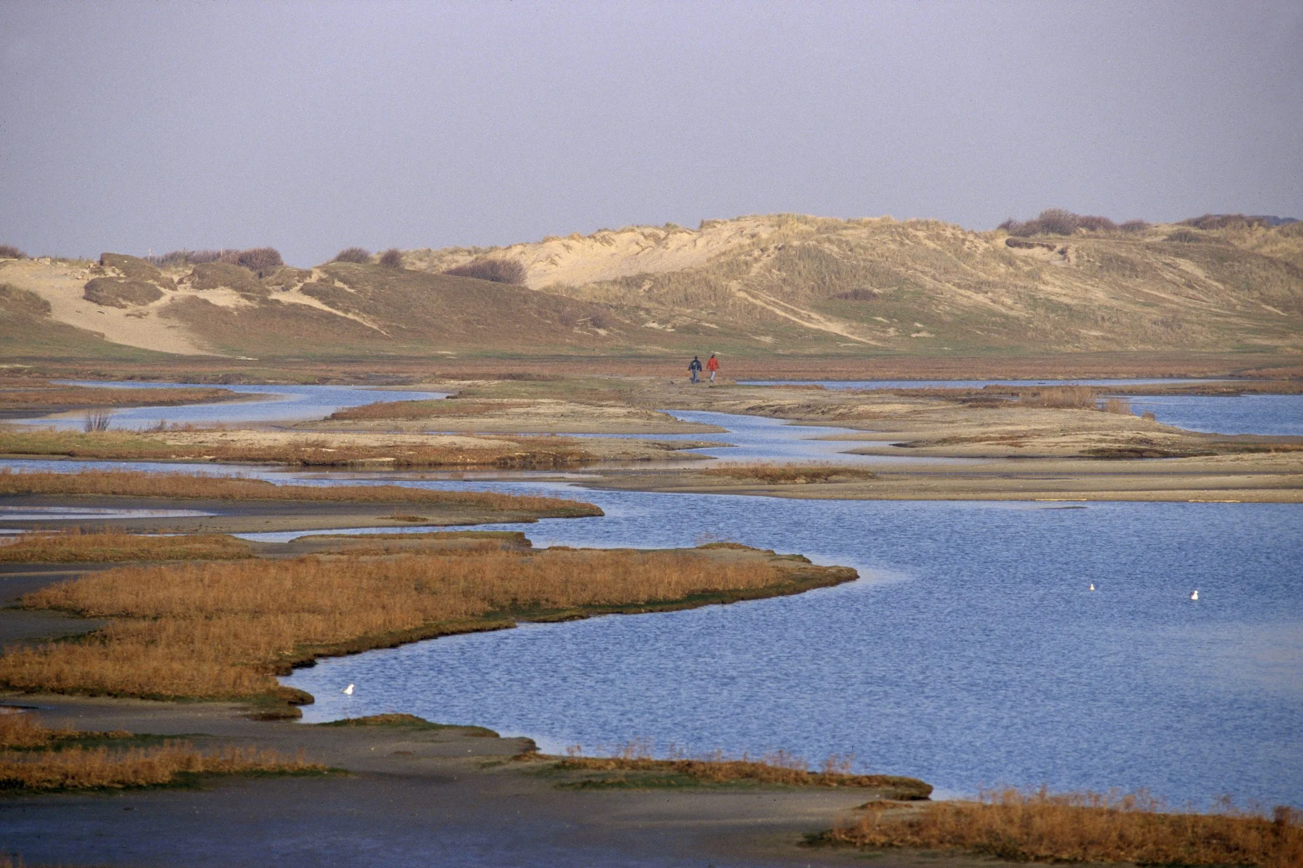 Walking path through the Zwin nature reserve dunes near Knokke-Heist